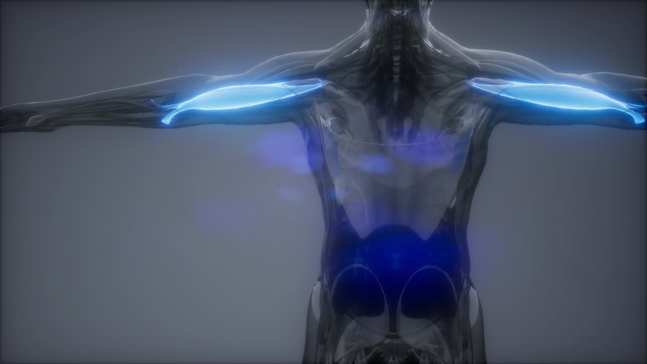 Free stock video - Selected muscle anatomy map