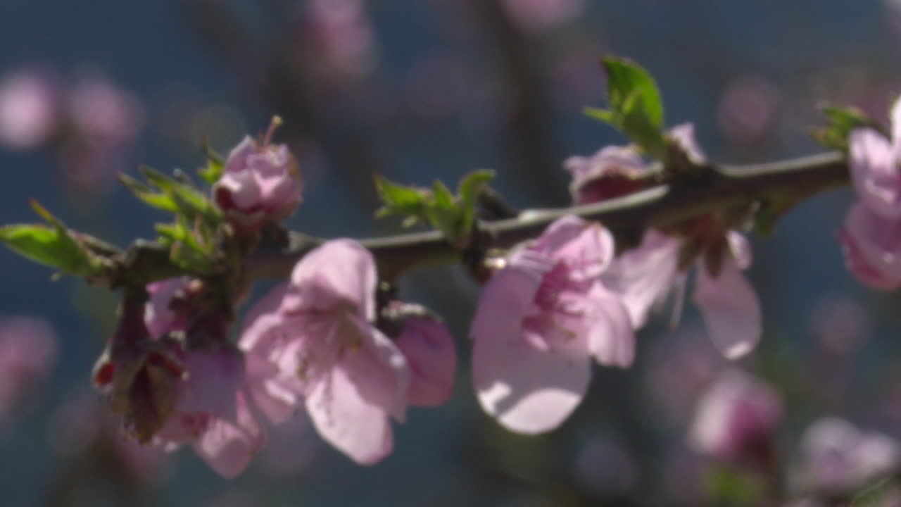 Pink Peach Blossoms in Spring