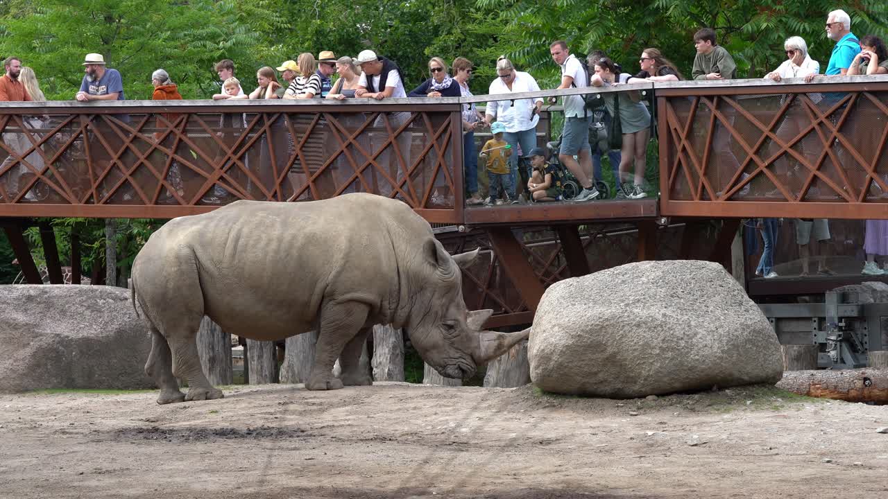 Unempathetic zoo visitors watch sad and unhappy captivated Rhino, static shot