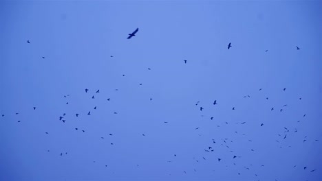 las aves vuelan en condiciones de invierno.