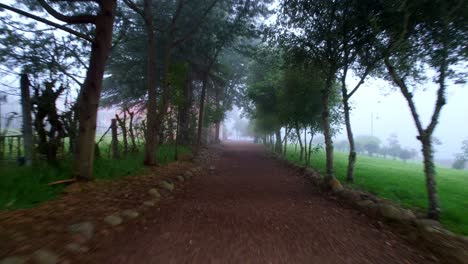 Der-Wald-Der-Lagune-Von-Busa