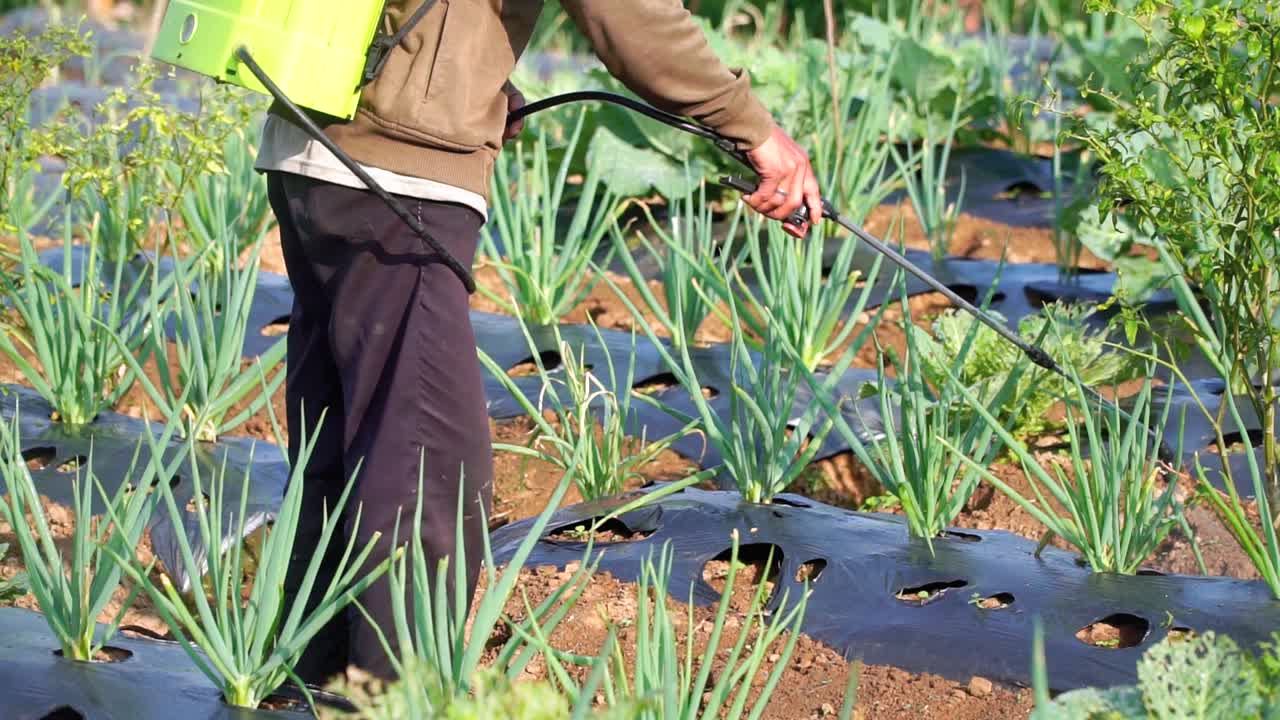 un agricultor está trabajando en la plantación de verduras para mantener la planta