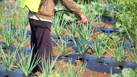 a farmer is working on the vegetable plantation to maintain the plant