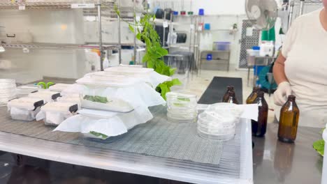 A scientist arranges containers in a well-lit laboratory, focusing on caterpillar breeding and research in Australia