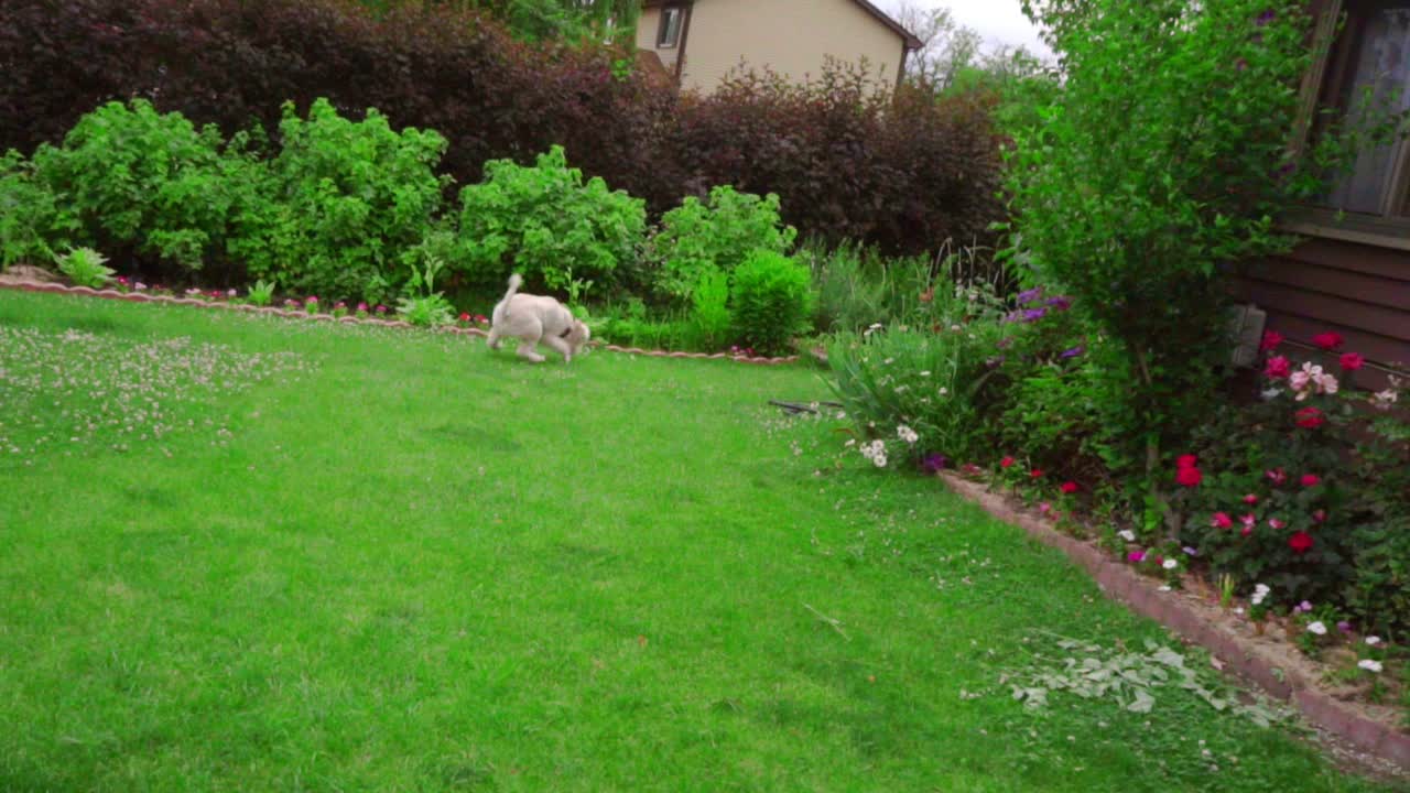 Dog playing toy. Pov of man hand throwing tennis ball. Dog play ball