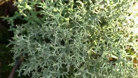 close-up of reindeer lichen with sunlight shimmering on it