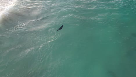 Cría-De-Foca-Sobre-Las-Olas-Del-Mar-De-La-Playa-De-Spit-En-Gold-Coast,-Queensland,-Australia