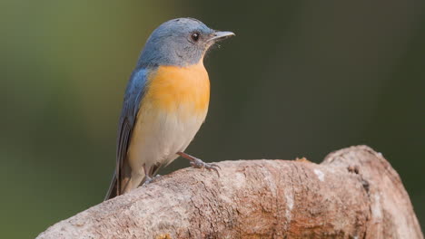 El-Papamoscas-Azul-De-Tickell,-De-Bellos-Colores,-Canta-En-Una-Percha-Y-Sale-Volando-Dando-Un-Salto