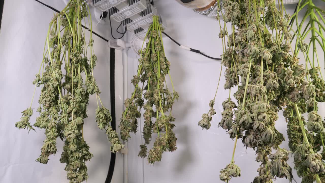 성장 텐트에서 건조 대마초 식물의 돌리 샷