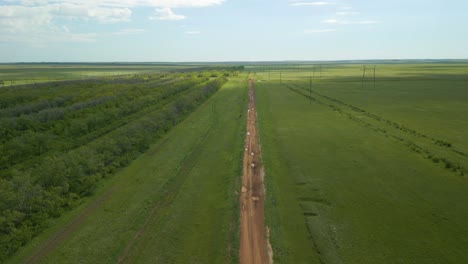 Vista-Aérea-De-Un-Camino-De-Tierra-Cerca-De-Un-Denso-Huerto-De-árboles-En-Crecimiento