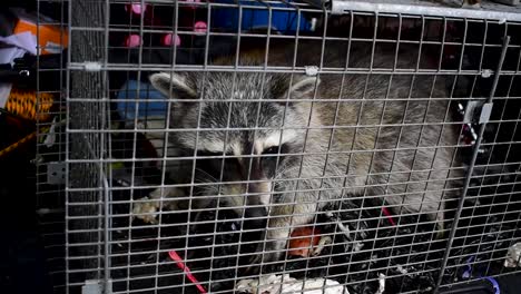 Städtischer-Waschbär,-Der-In-Einem-Käfig-Gefangen-Wurde,-Um-Ihn-Wieder-In-Die-Wildnis-Zu-Entlassen