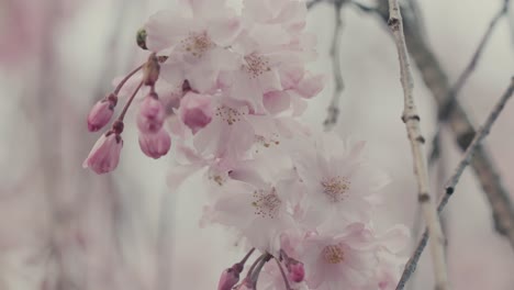 Blooming-Japanese-Cherry-Blossom-During-Spring-Season-In-Kyoto,-Japan