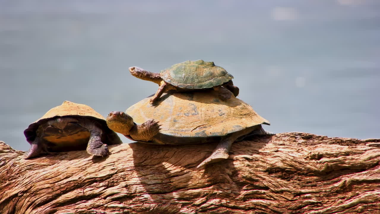 Eine Sumpfschildkröte, die auf einem Baumstamm klettert, fällt sicher ins Wasser
