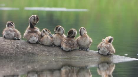 whistling duck - group - chicks - relaxing - pond