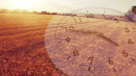 wheat fields with an analogue clock