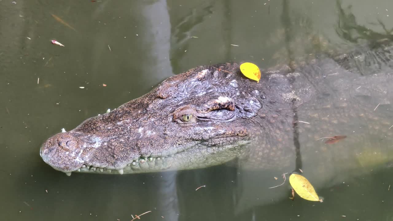 cocodrilo en el agua