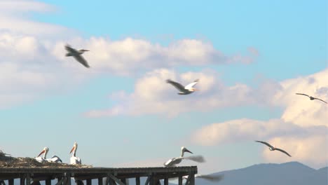 group of pelecanus onocrotalus pelican taking off with cloudy sky background, 4k footage real time shot