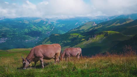 4k uhd cinemagraph in den schweizer alpen mit kühen, die gras fressen