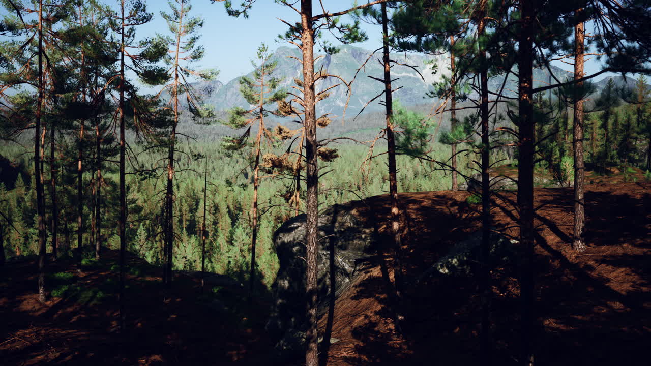 hermoso bosque perenne remoto en la montaña