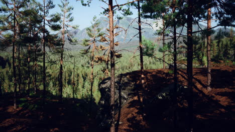 beautiful remote evergreen forest in mountain