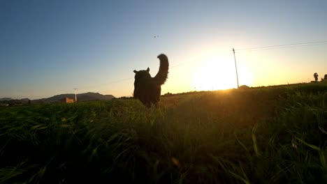 following a large dog running through tall grass at sunset