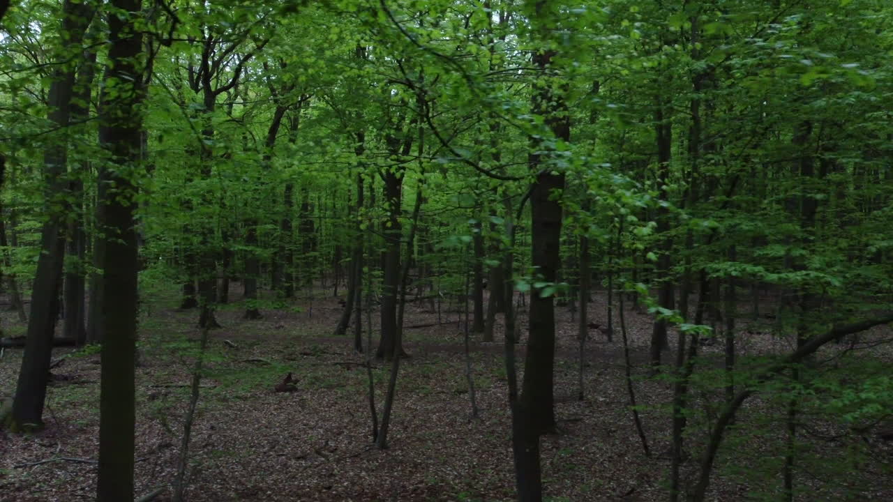 vuelo lateral entre árboles en el bosque