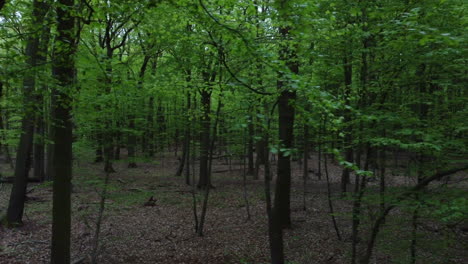 Vuelo-Lateral-Entre-árboles-En-El-Bosque