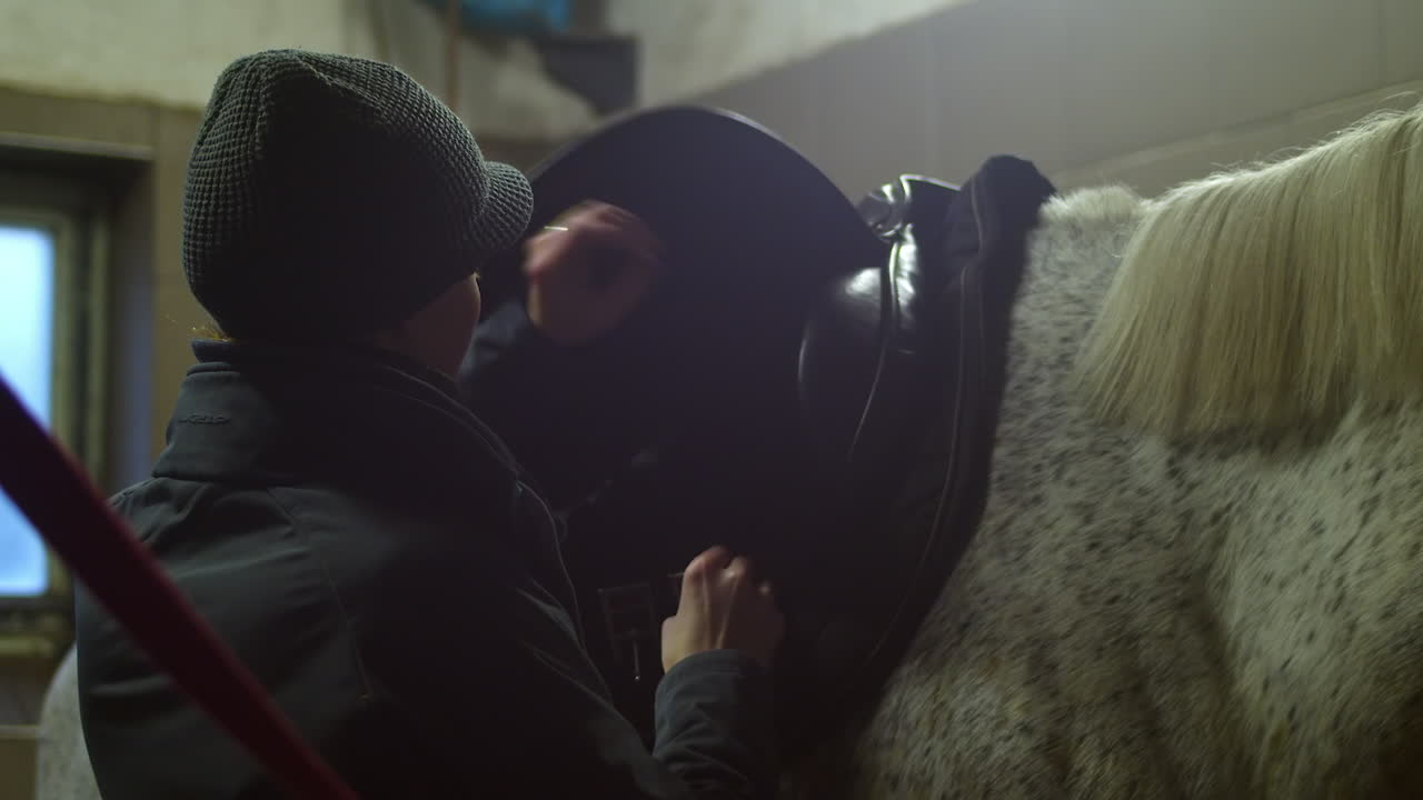 persona correas de silla de montar caballo blanco manchado en una luz suave en el establo