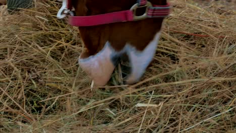 primer plano de un caballo comiendo hierba seca