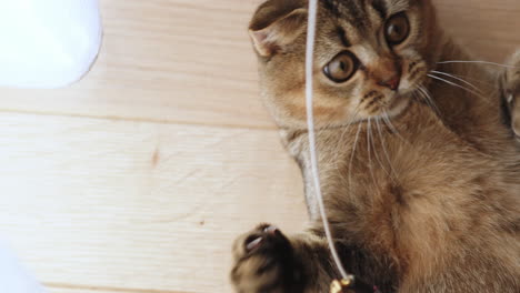 playful scottish fold kitten with feather toy