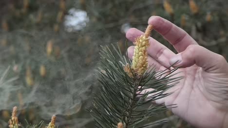 er komt veel stuifmeel in de lucht als u met uw vinger tegen een helmknop van een grove den drukt