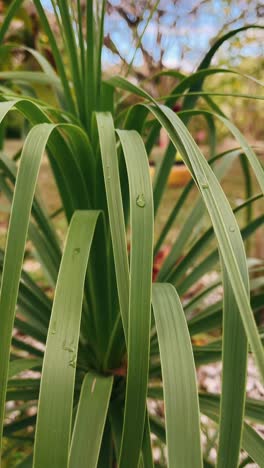 close-up of wet leaves of a plant