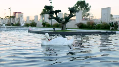 swan cleaning the plumage in a local fountain