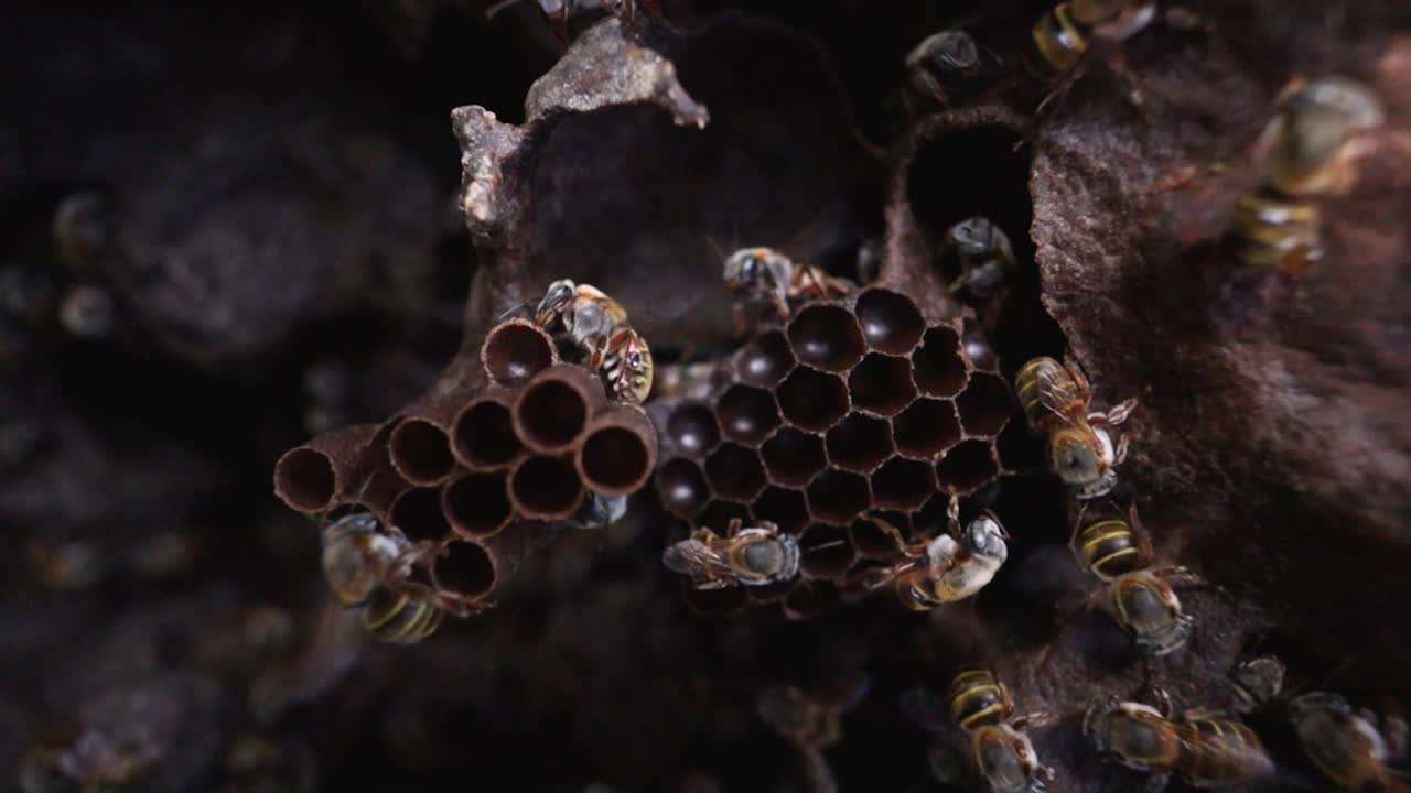 Steady 4 K macro of Melipona beecheii hovering over hexagonal honeycomb cells. Center-framed composition reveals vivid texture while soft-focus background shows deeper hive layers and gentle motion.