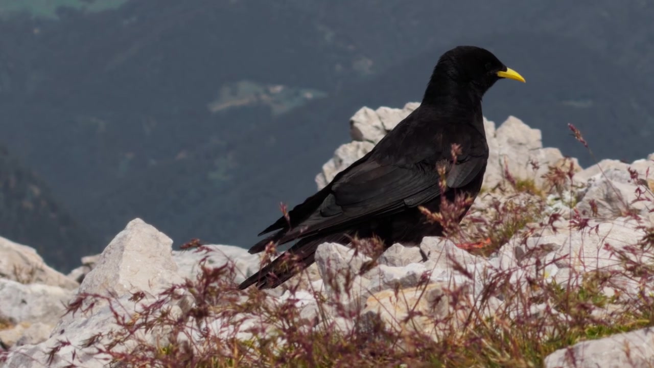 Gracchio alpino nero con un becco giallo brillante si erge tra le rocce in alta montagna. Uccello selvatico nel suo habitat alpino naturale con cime sullo sfondo