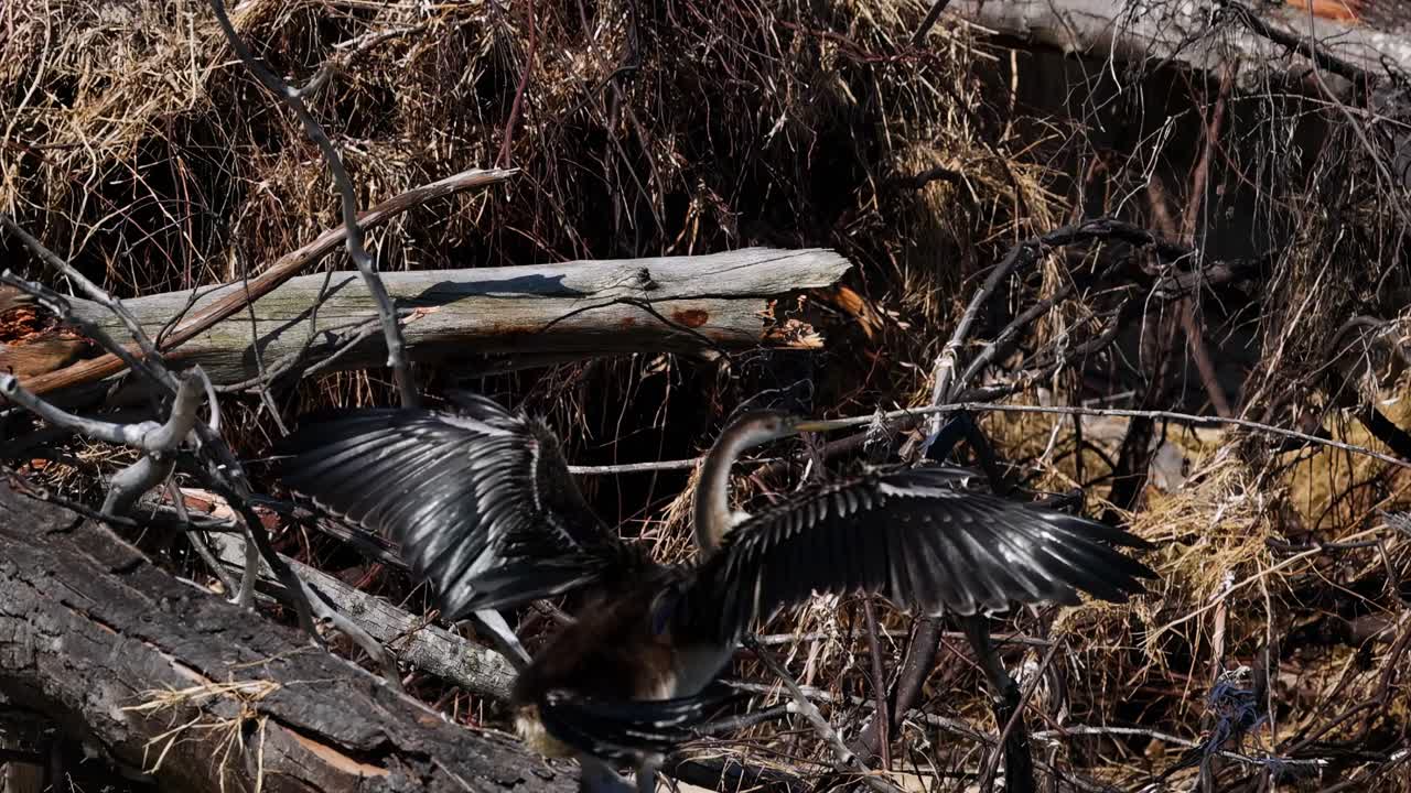 A bird with outstretched wings perches on a log amidst dry branches.