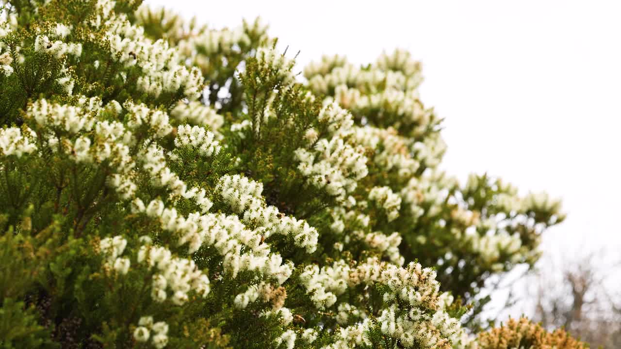 Close-up of Erica vagans flowers in natural light, showcasing vibrant greenery and delicate white blooms against a bright sky