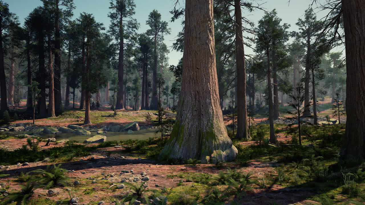 울창 한 숲 에 있는 키가 큰 레드우드 나무 들