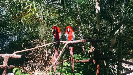 two red macaws in a tropical enclosure