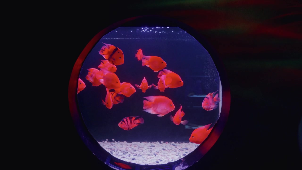 Nærbillede af en eksotisk tropisk fisk i fangenskab i Pata Zoo i Bangkok, Thailand.