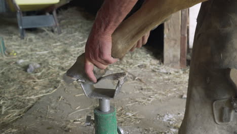 horse farrier using a rasp to file the front toe of a quarter horse's hoof