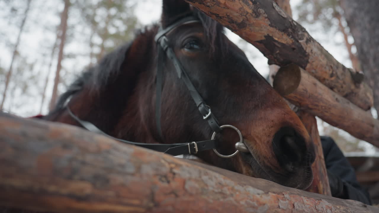 Equino sereno descansando cerca de pilas de madera de invierno, caballo tranquilo tumbado plácidamente entre pinos y troncos helados, caballo en calma descansando entre pinos nevados y pilas de leña bien ordenada