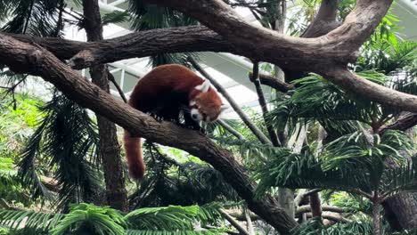 panda roja caminando en un árbol en el zoológico