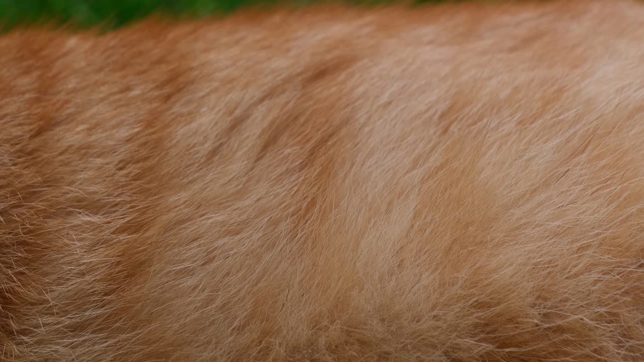 primer plano del cuerpo de naranja - gato pelirrojo tirado en la hierba