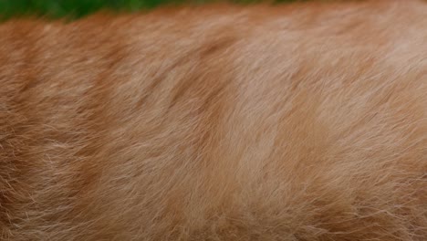 Nahaufnahme-Des-Körpers-Einer-Orange-rothaarigen-Katze,-Die-Im-Gras-Liegt