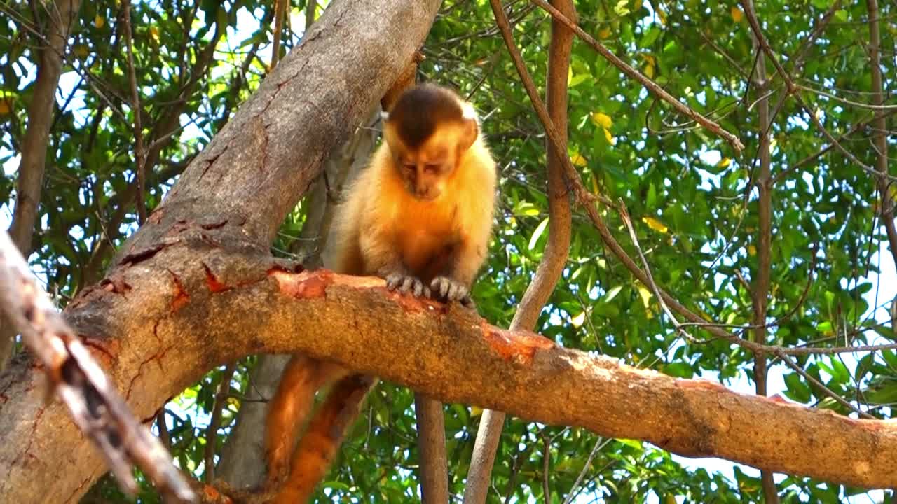 Wild animals 4K slow motion video. Monkey in jungle forest walks on tree branch. Black headed Capuchin Monkey.Black-Capped Tufted Capuchin in jungle forest slow motion video.