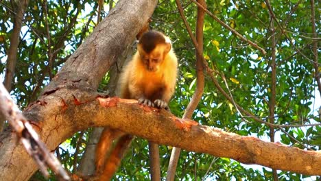 wild animals 4k slow motion video. monkey in jungle forest walks on tree branch. black headed capuchin monkey.black-capped tufted capuchin in jungle forest slow motion video.