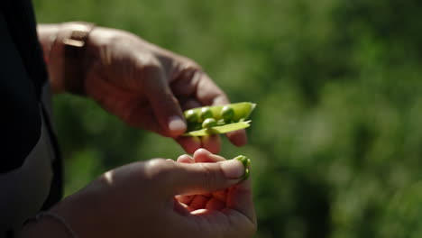 primer plano de manos femeninas aplastando la vaina de guisante del jardín verde, hermoso día