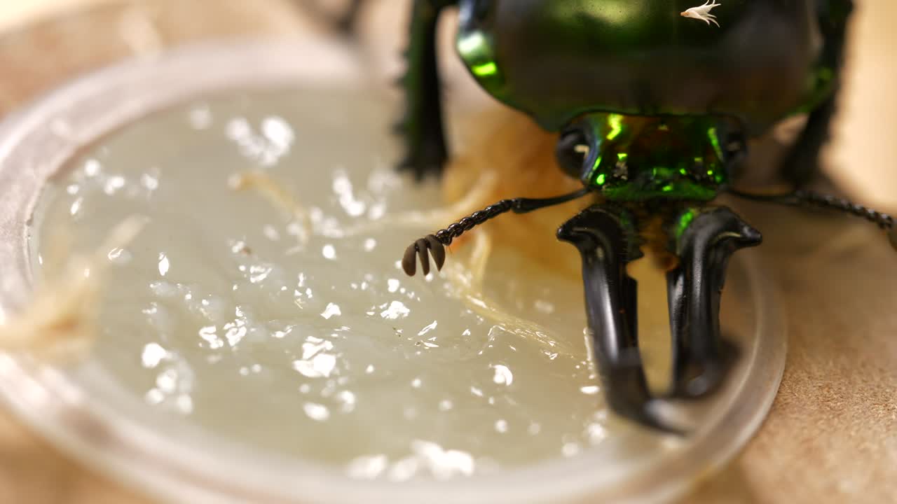 무지개 사슴 벌레 애완 동물, 젤리 와이드 샷 먹기