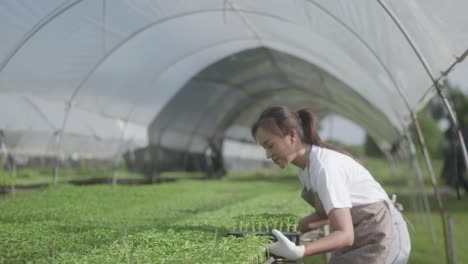 young beautiful woman's carrying vegetable